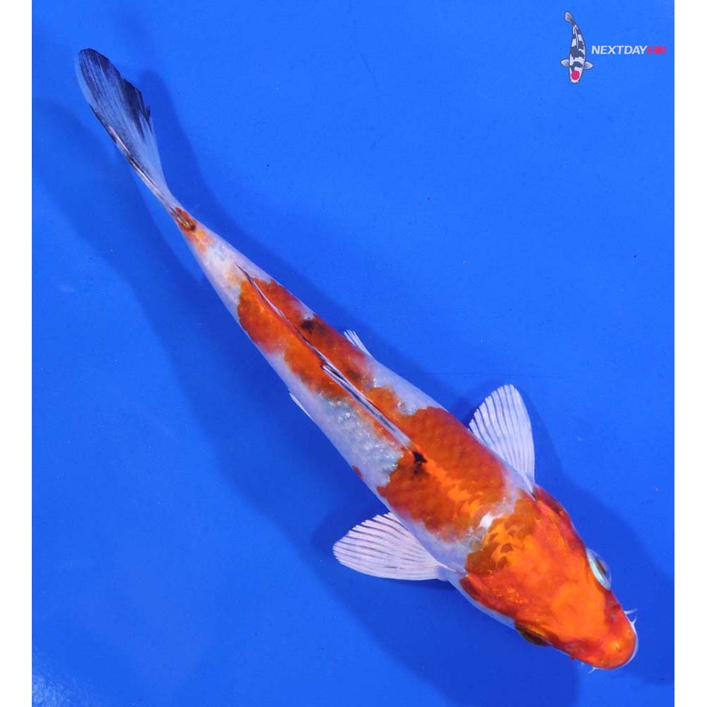 5” Imported Yamato Nishiki