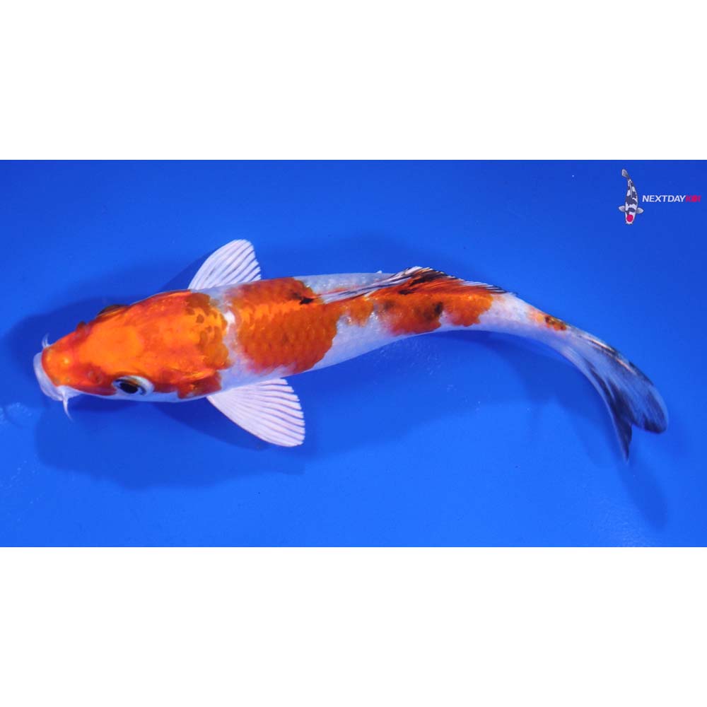 5” Imported Yamato Nishiki