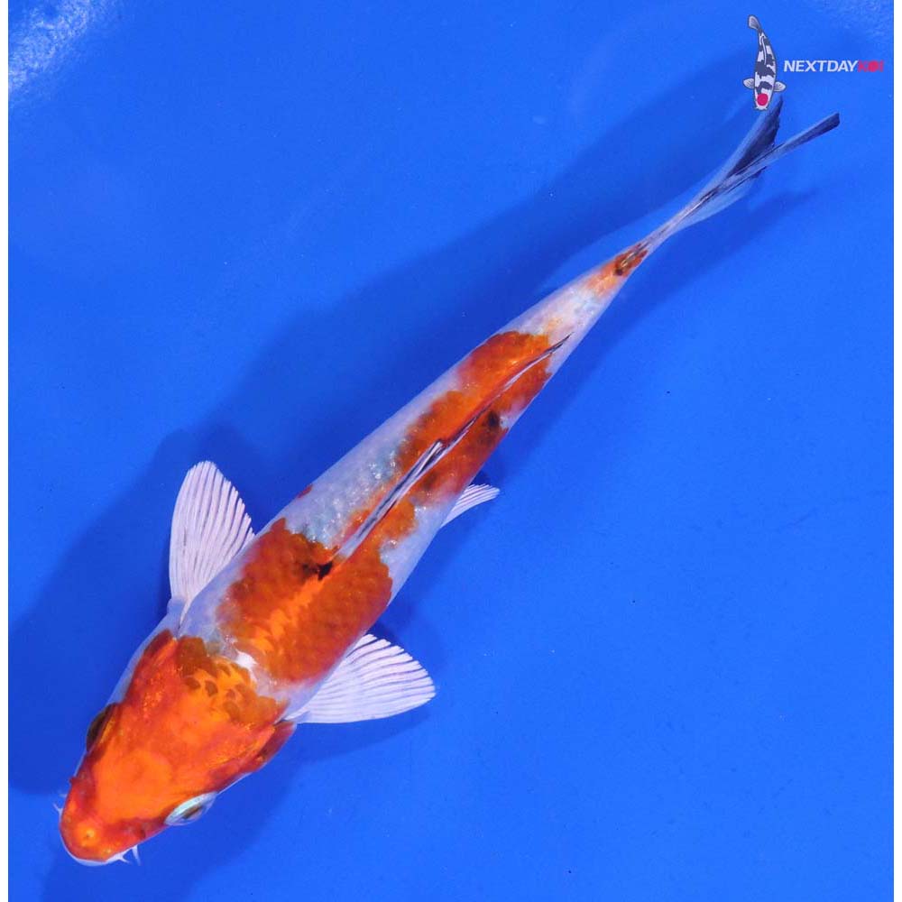 5” Imported Yamato Nishiki