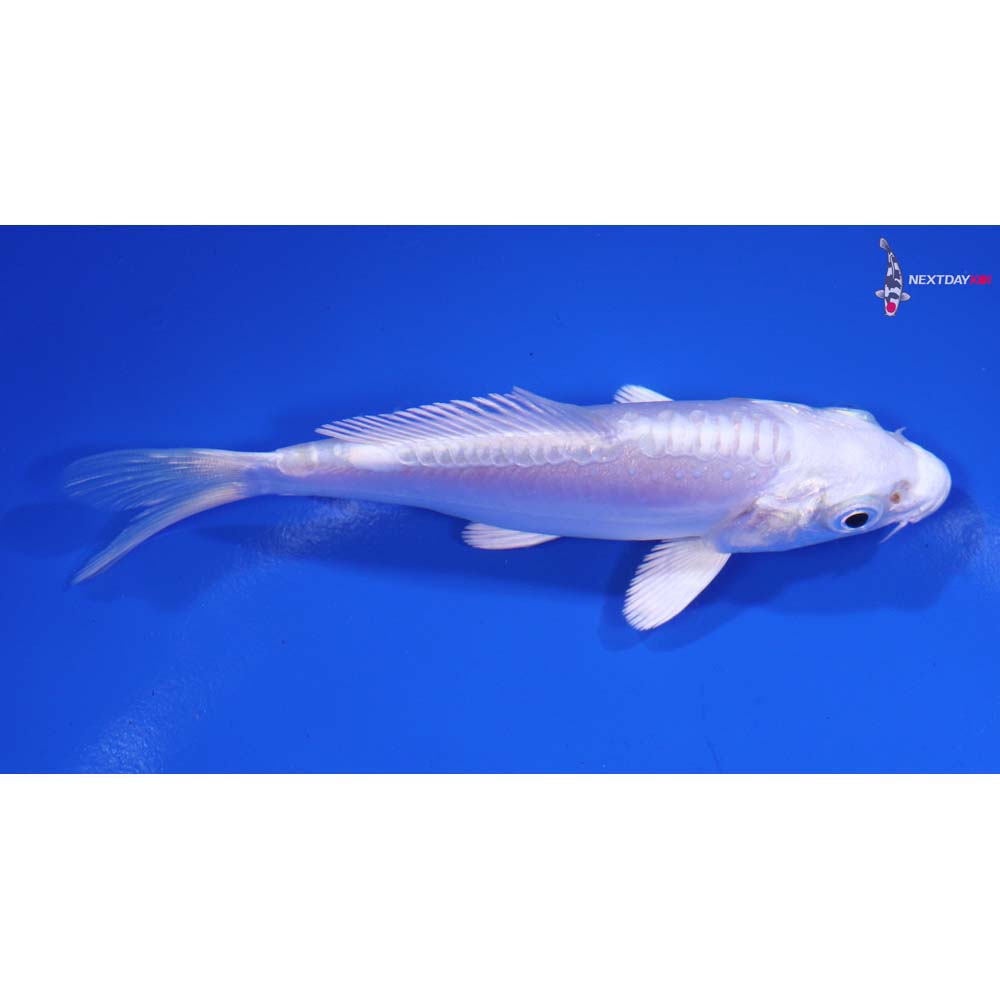 4.5” Imported Doitsu Platinum Ogon