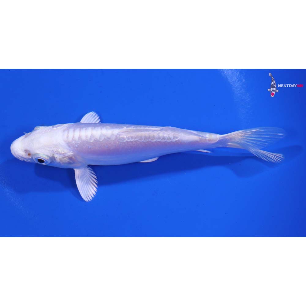 4.5” Imported Doitsu Platinum Ogon