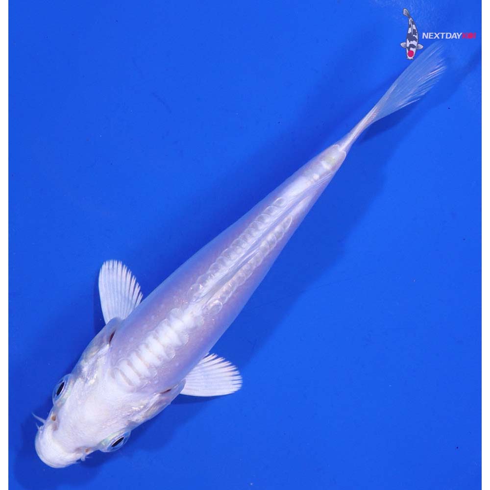 4.5” Imported Doitsu Platinum Ogon