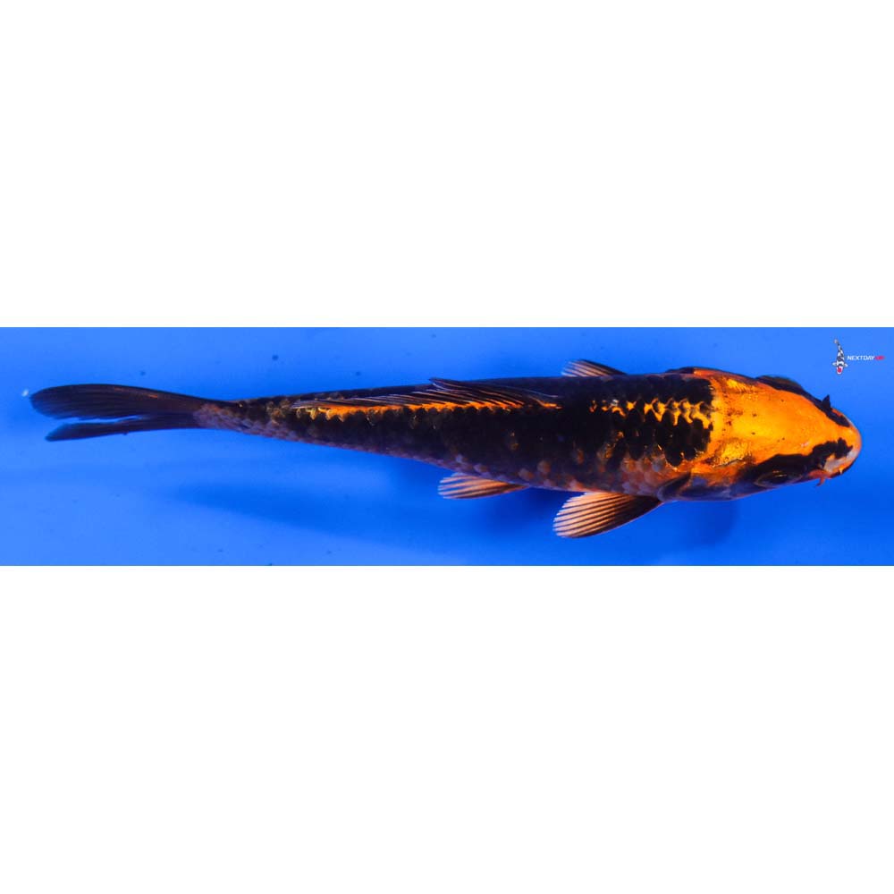 4.5” Imported Orenji Matsuba