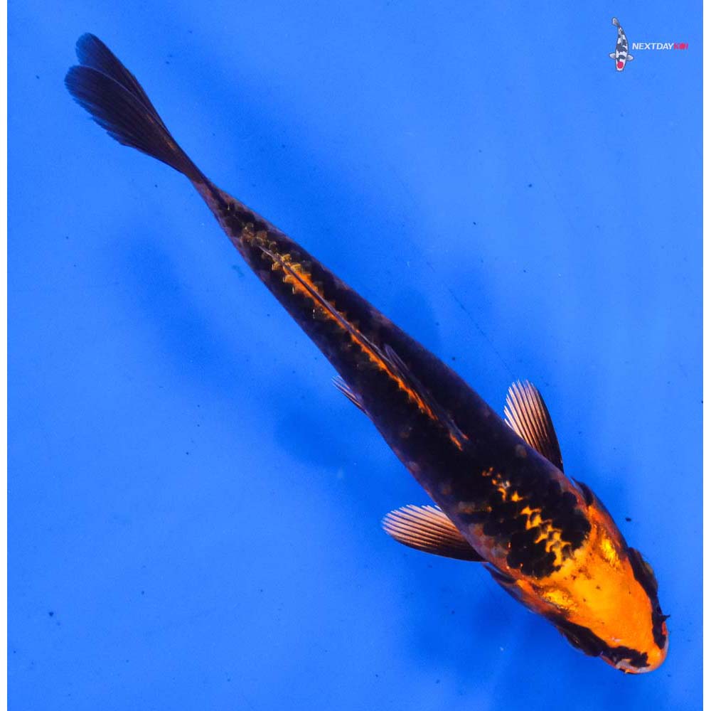 4.5” Imported Orenji Matsuba