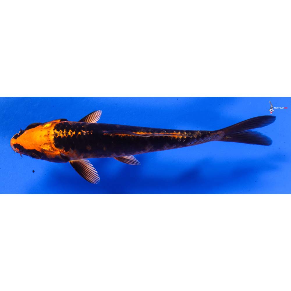 4.5” Imported Orenji Matsuba