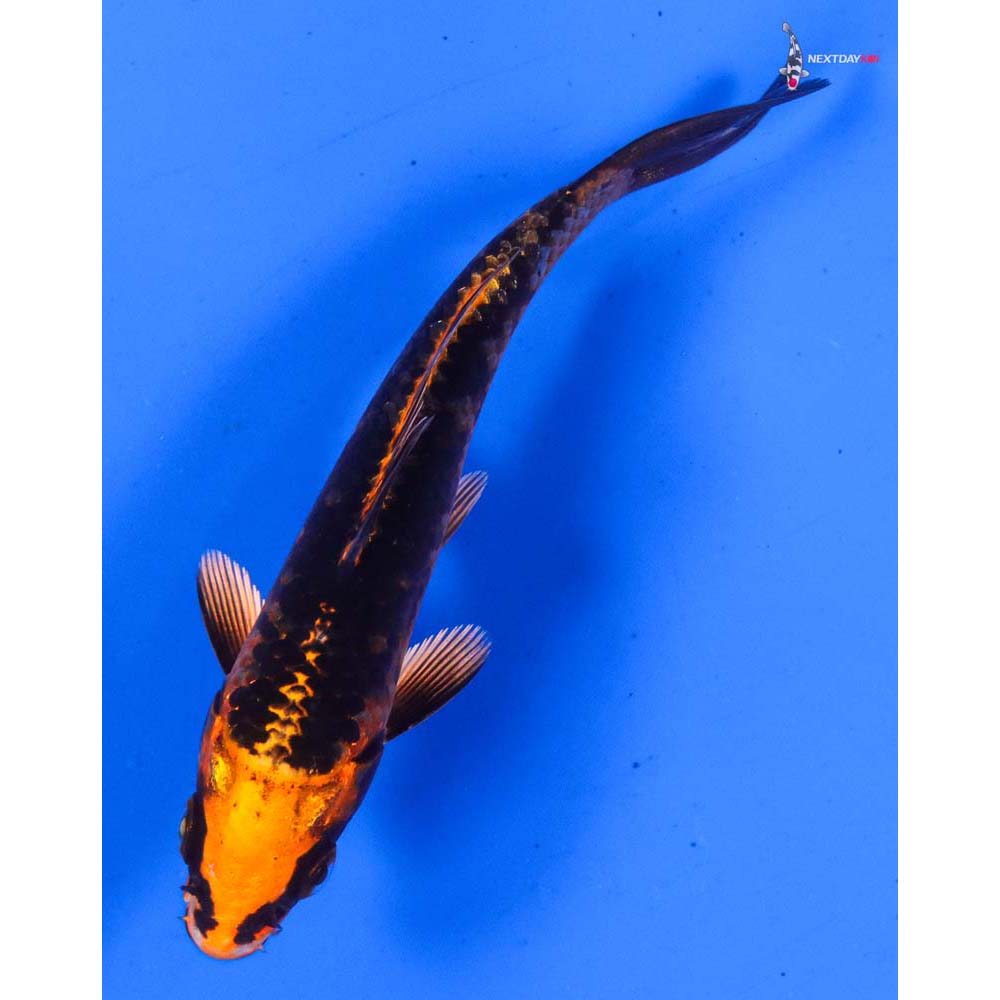 4.5” Imported Orenji Matsuba