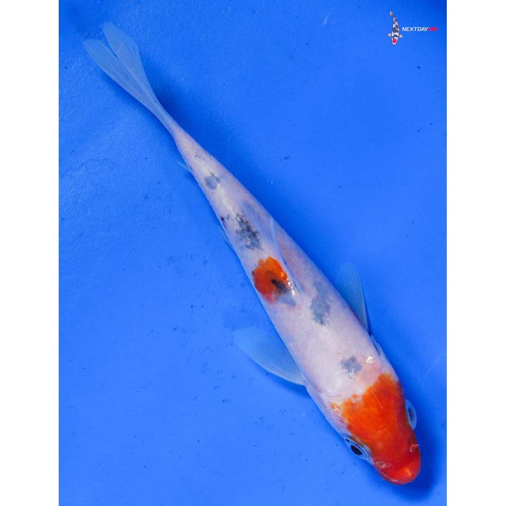 4.5” Imported Sanke