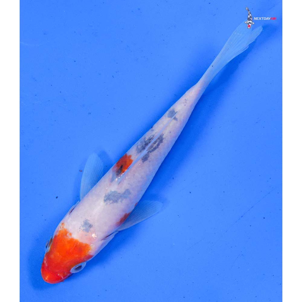 4.5” Imported Sanke