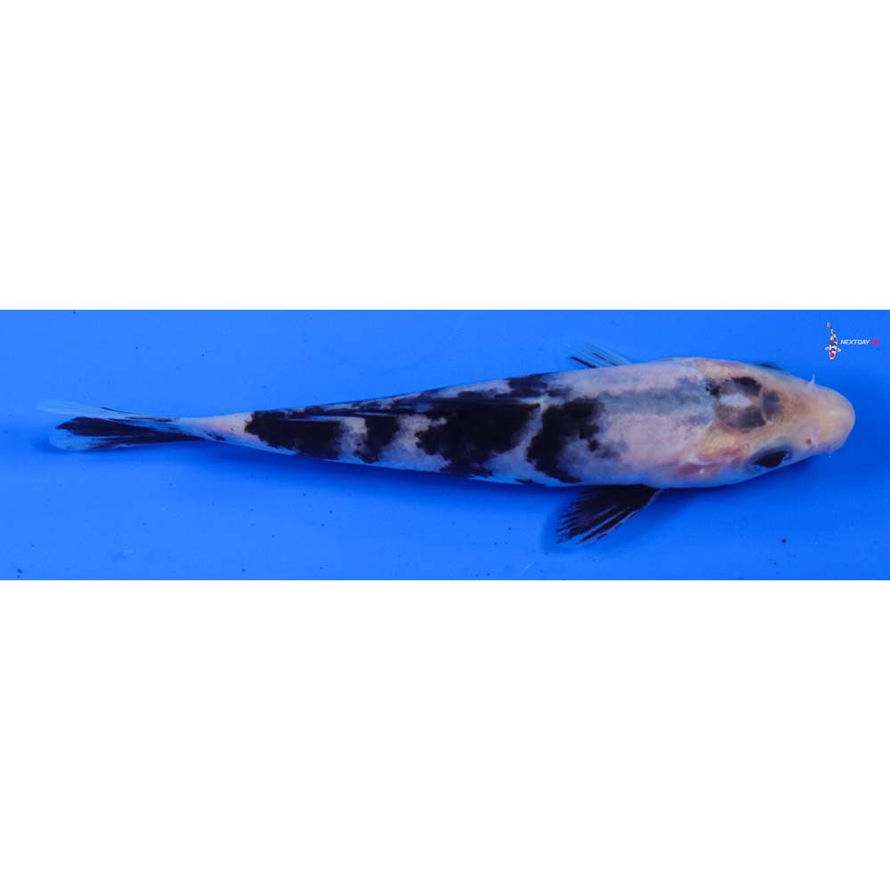 4.5” Imported Shiro Bekko