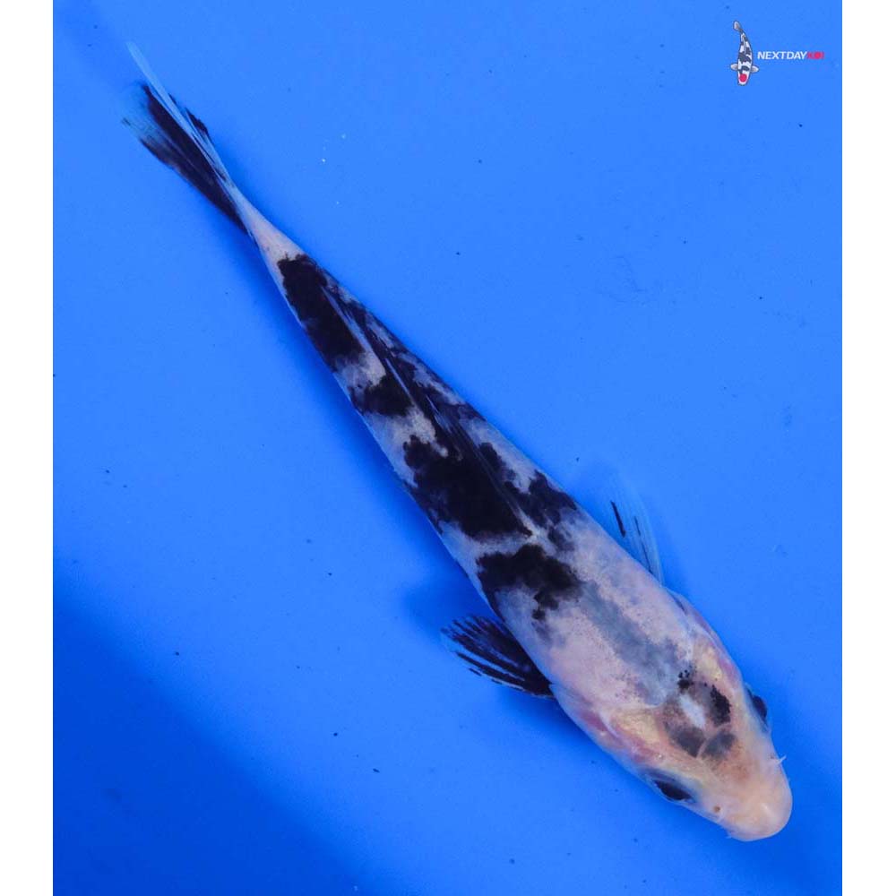 4.5” Imported Shiro Bekko