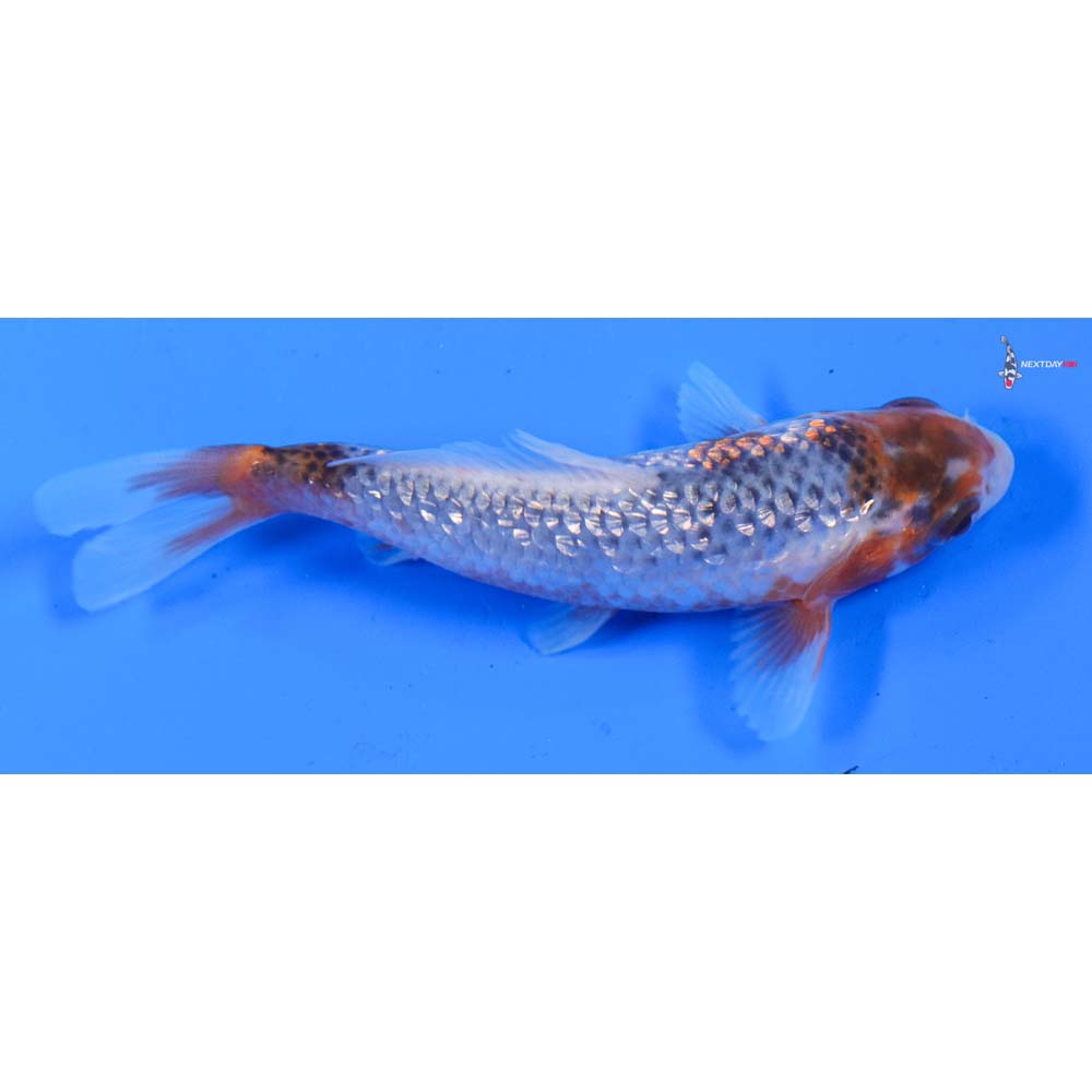 4” Imported Gin Rin Asagi