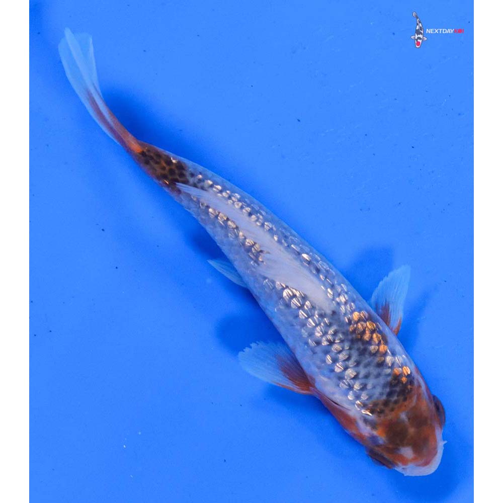 4” Imported Gin Rin Asagi