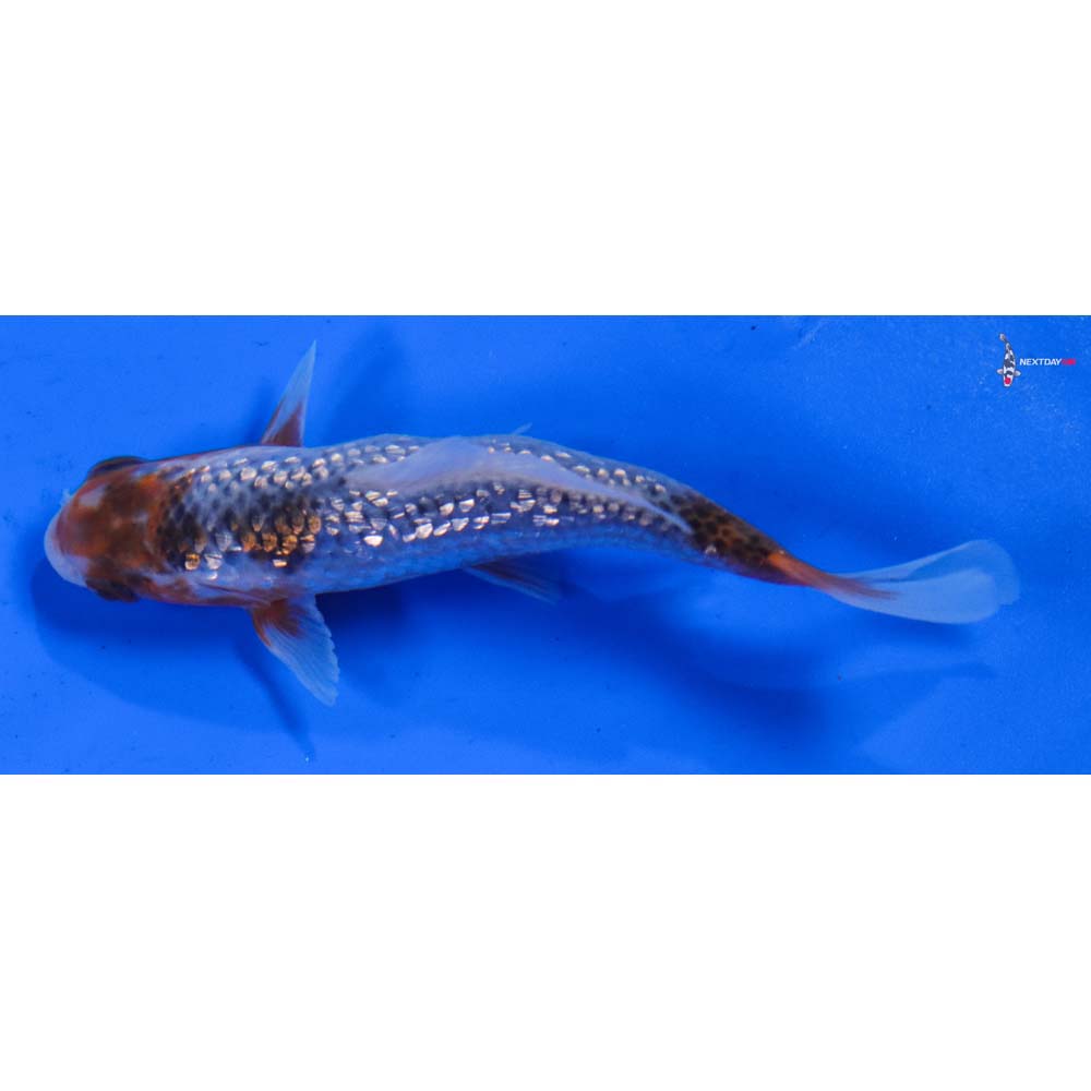 4” Imported Gin Rin Asagi