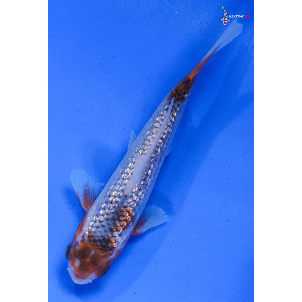 4” Imported Gin Rin Asagi