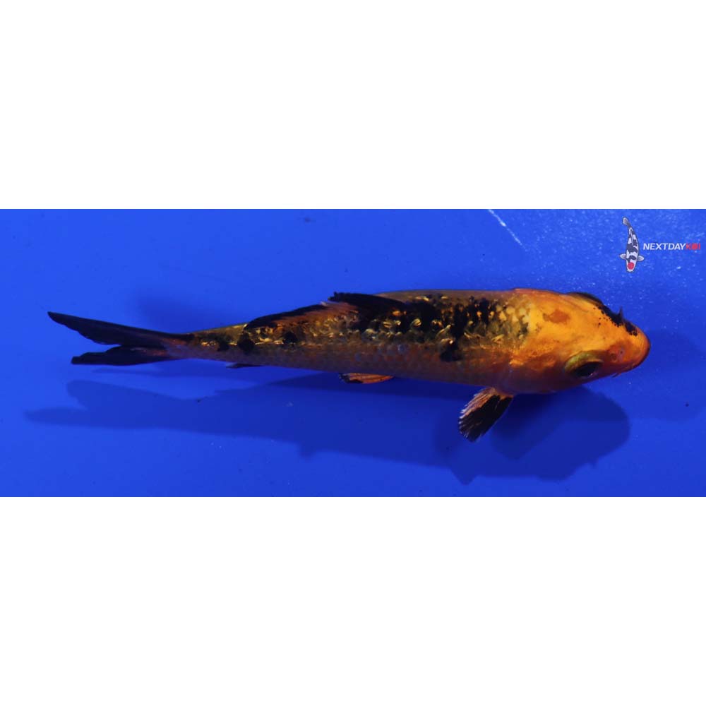 3” Imported Gin Rin Kin Aka Bekko