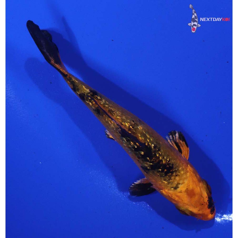 3” Imported Gin Rin Kin Aka Bekko