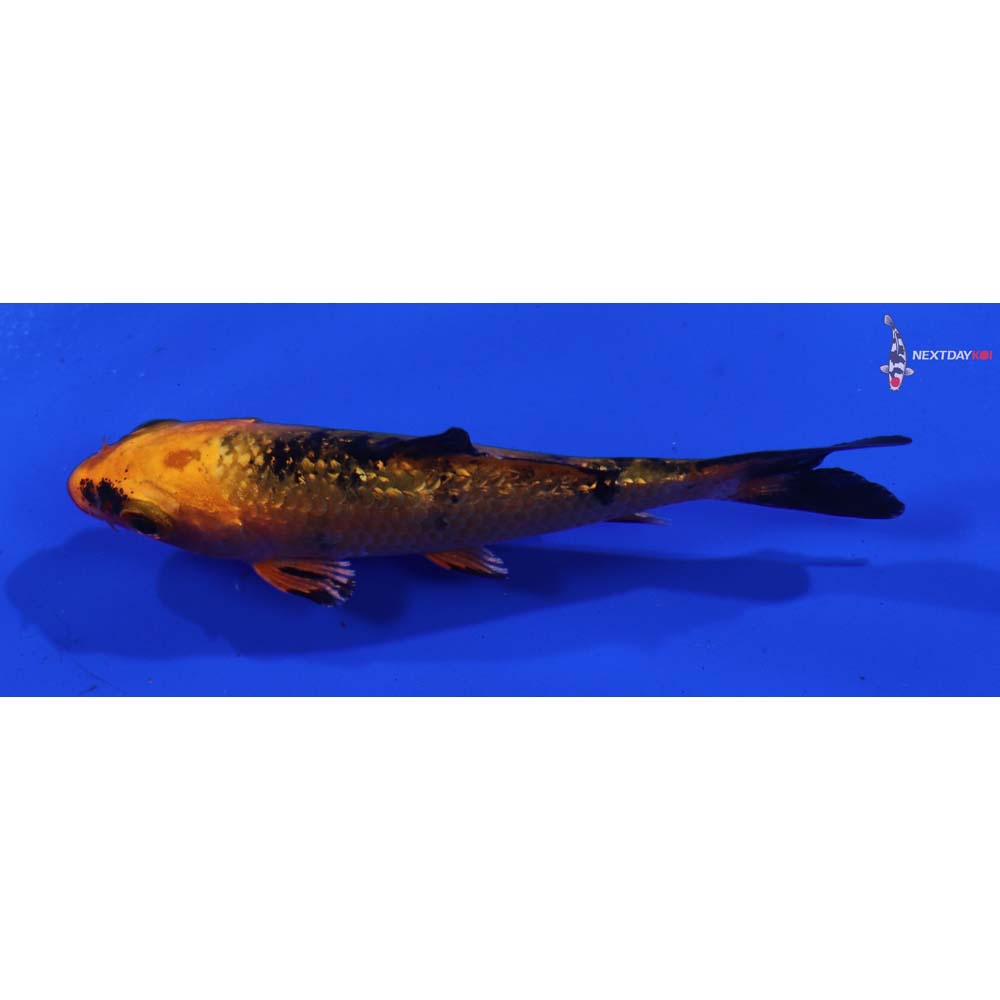 3” Imported Gin Rin Kin Aka Bekko