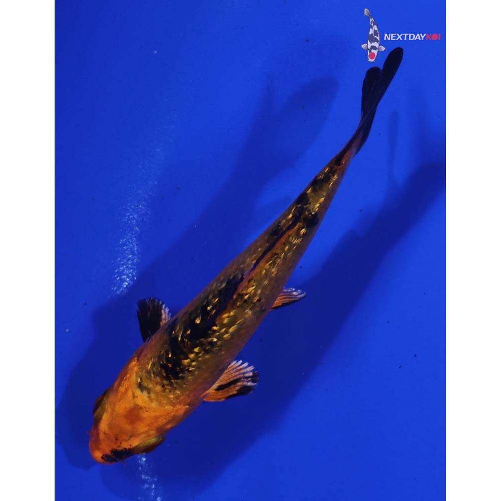 3” Imported Gin Rin Kin Aka Bekko