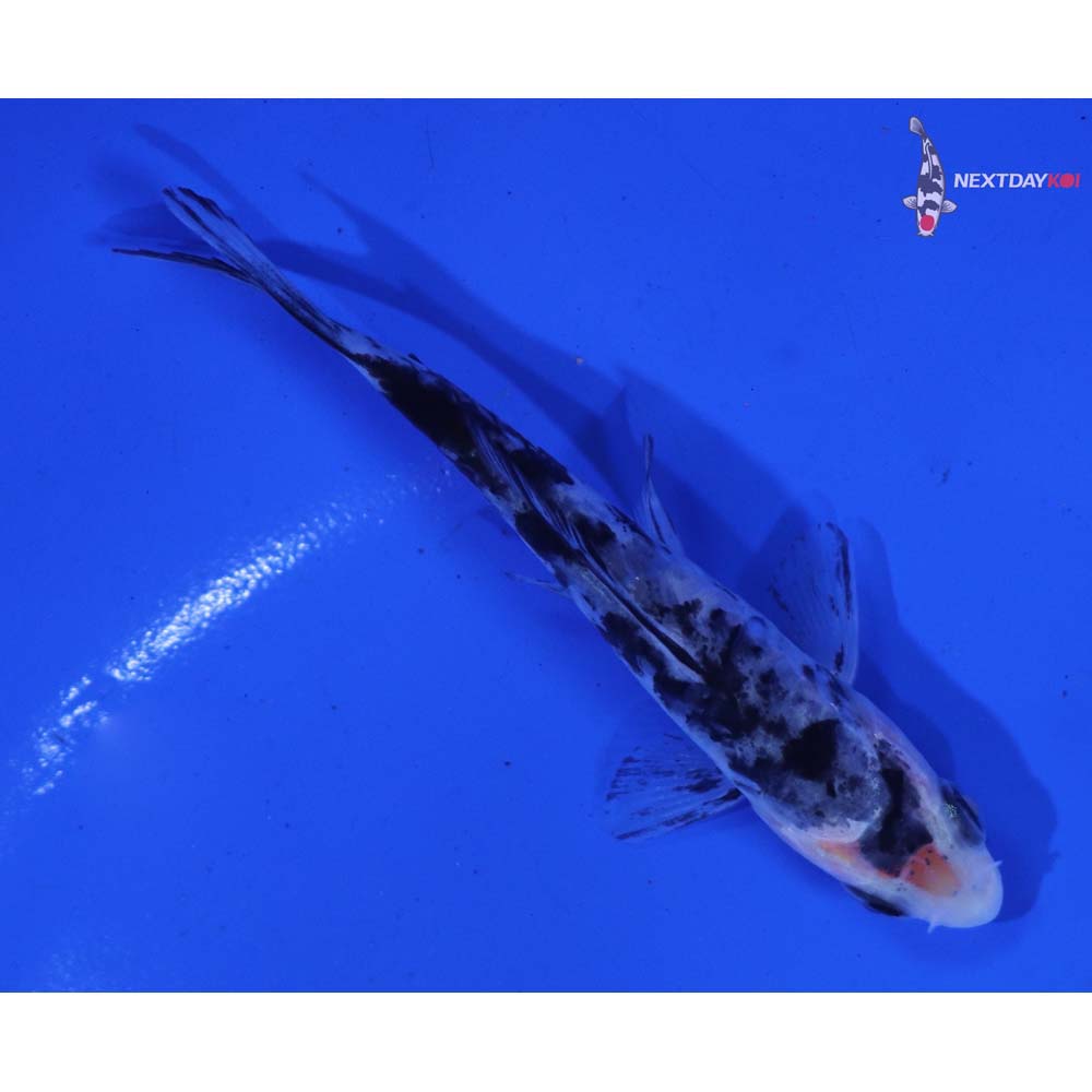 3.5” Imported Armor Scaled Shiro Bekko