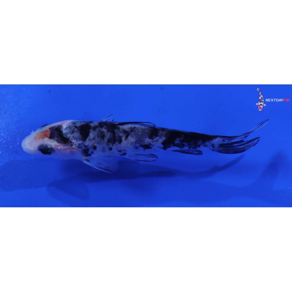 3.5” Imported Armor Scaled Shiro Bekko