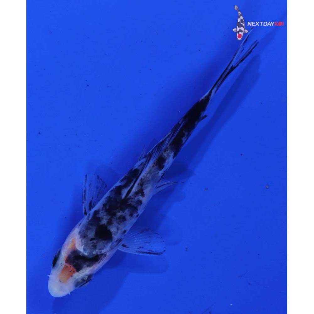 3.5” Imported Armor Scaled Shiro Bekko