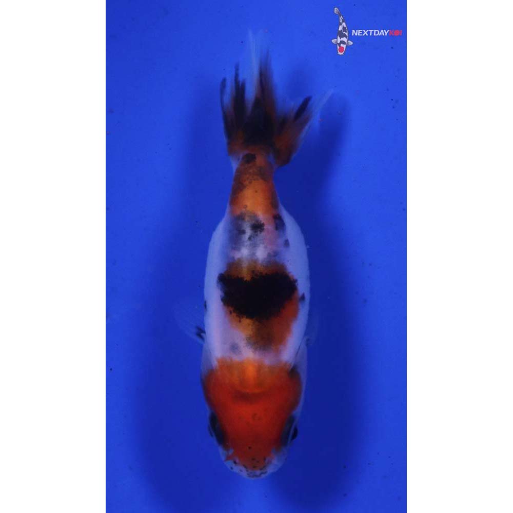 2” Imported Calico Ranchu