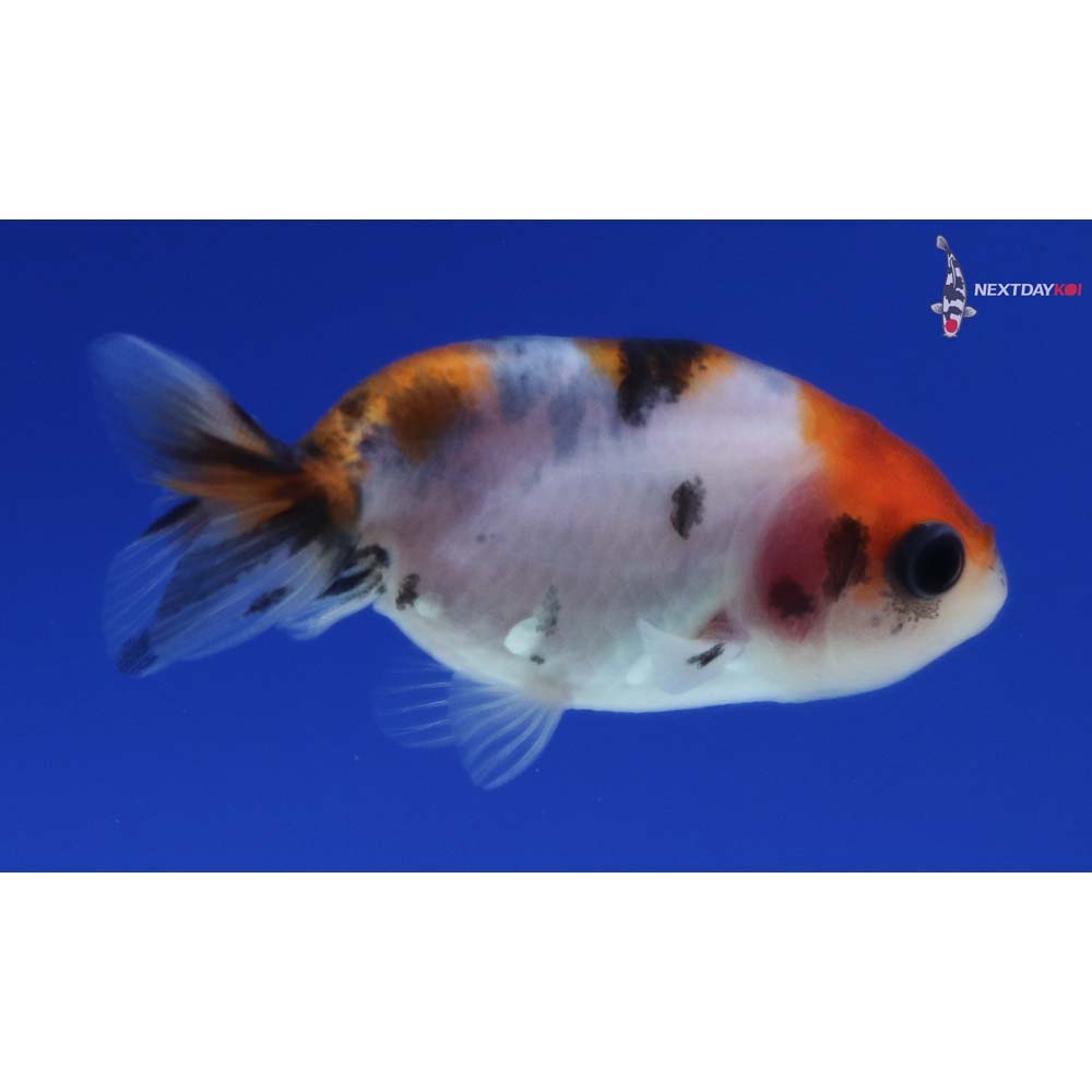 2” Imported Calico Ranchu