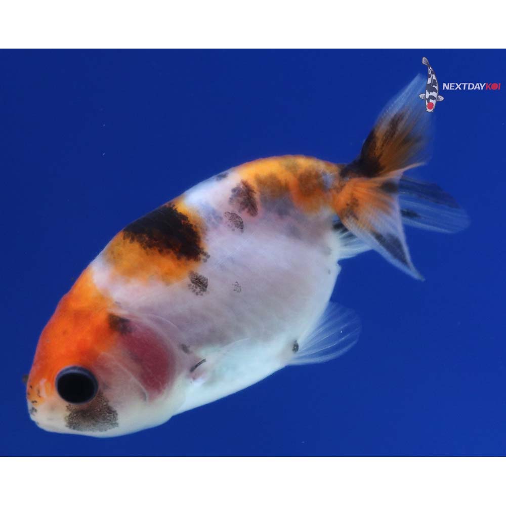 2” Imported Calico Ranchu