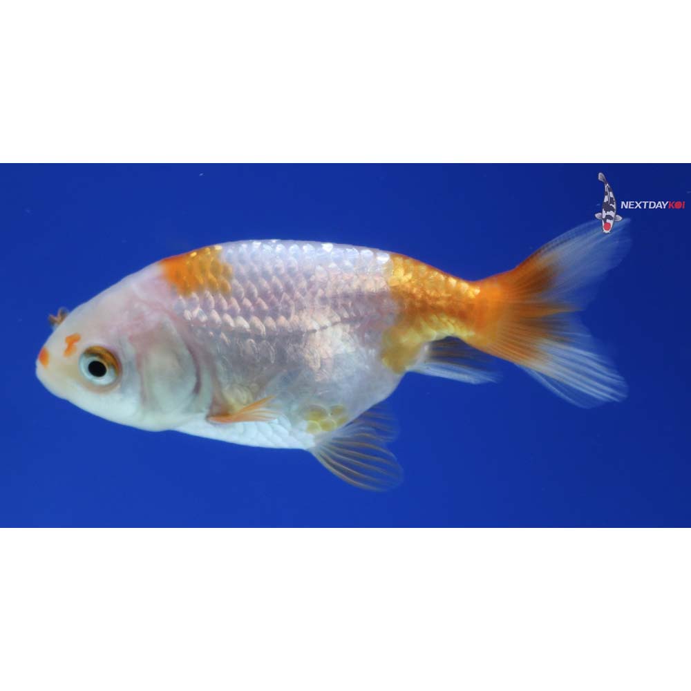 2.5” Imported Red and White Ranchu