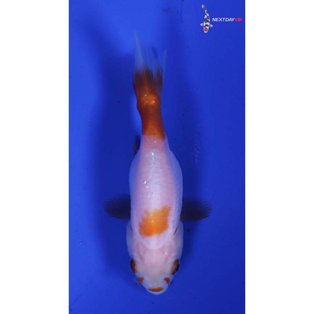 2.5” Imported Red and White Ranchu