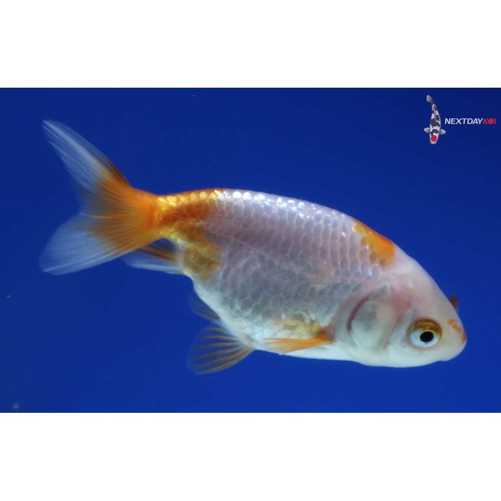 2.5” Imported Red and White Ranchu