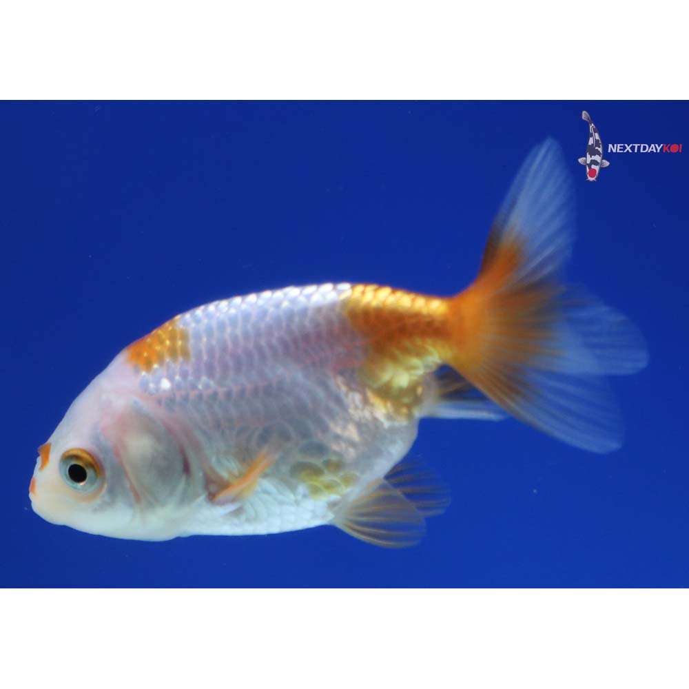 2.5” Imported Red and White Ranchu
