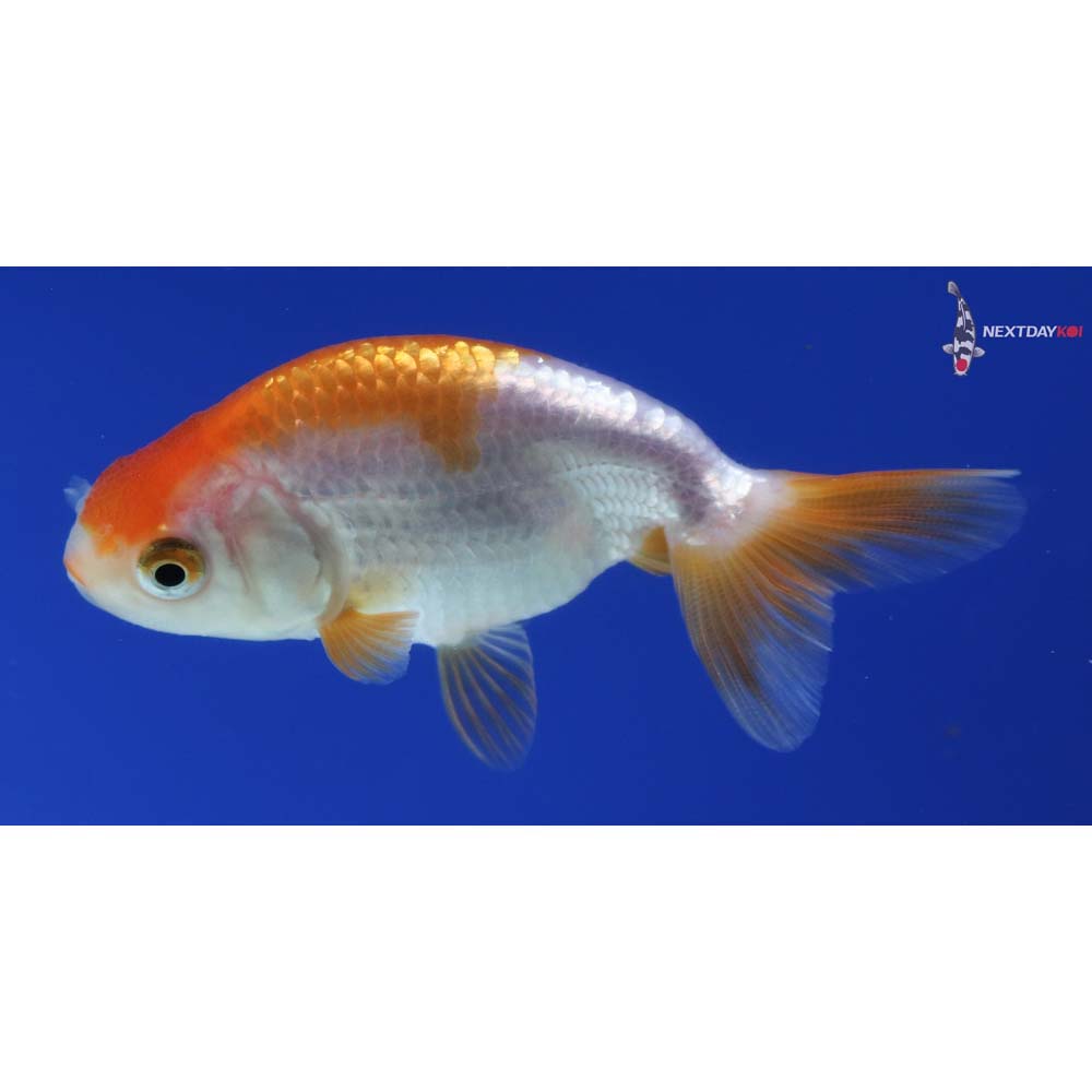 2.5” Imported Red and White Ranchu