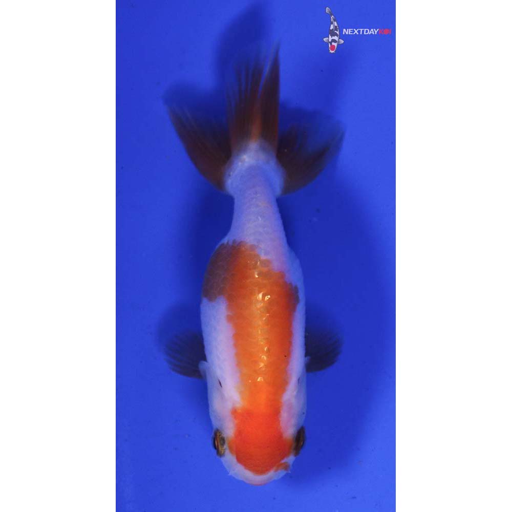2.5” Imported Red and White Ranchu