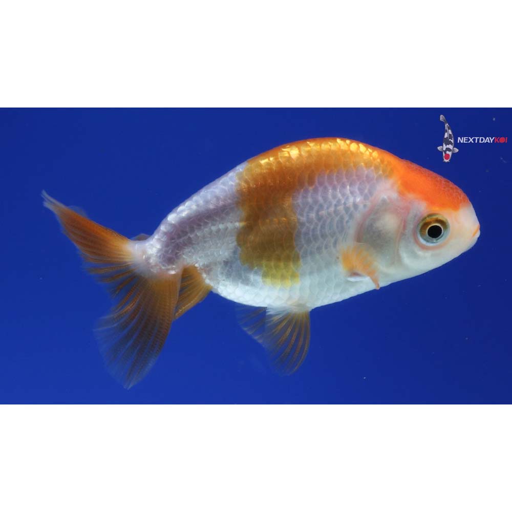 2.5” Imported Red and White Ranchu