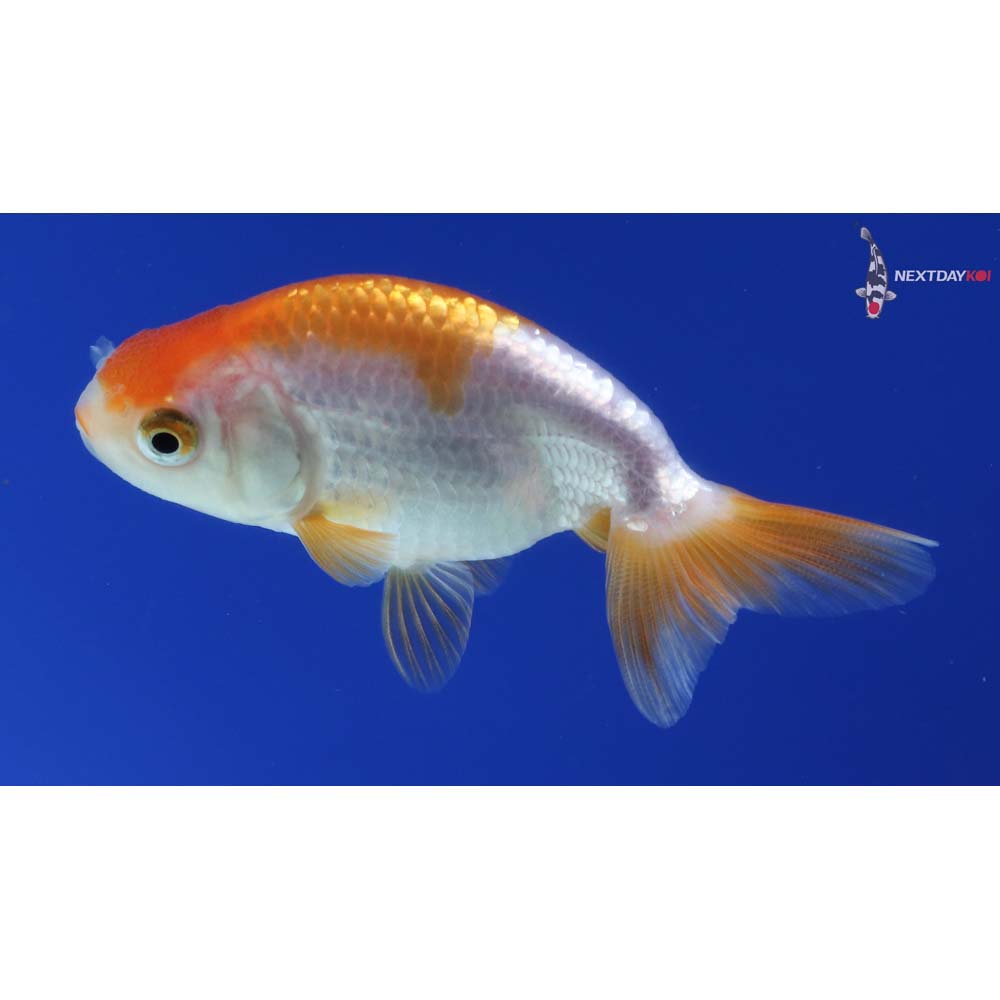 2.5” Imported Red and White Ranchu