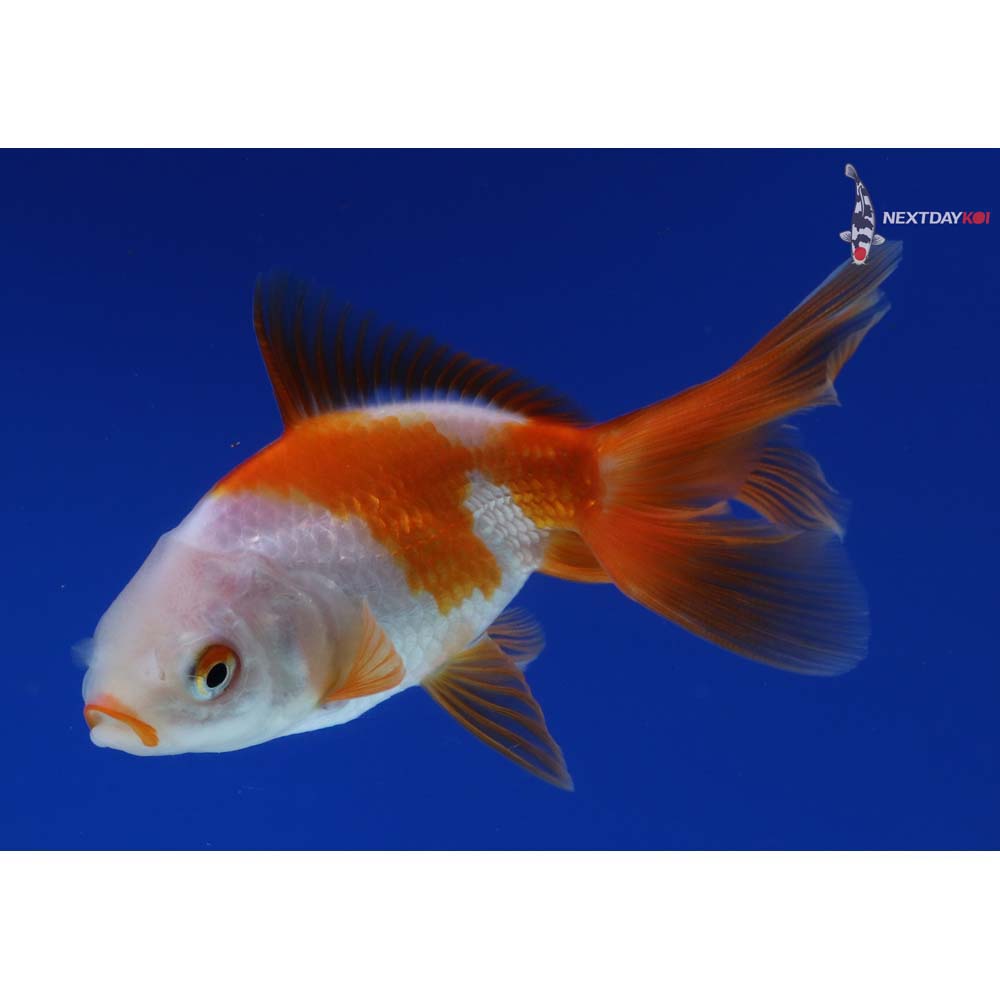 3.5” Imported Red and White Oranda