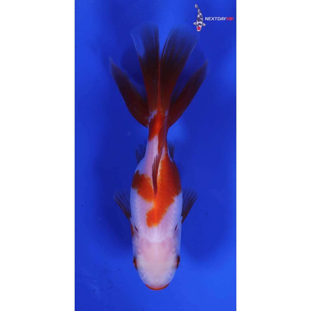 3.5” Imported Red and White Oranda