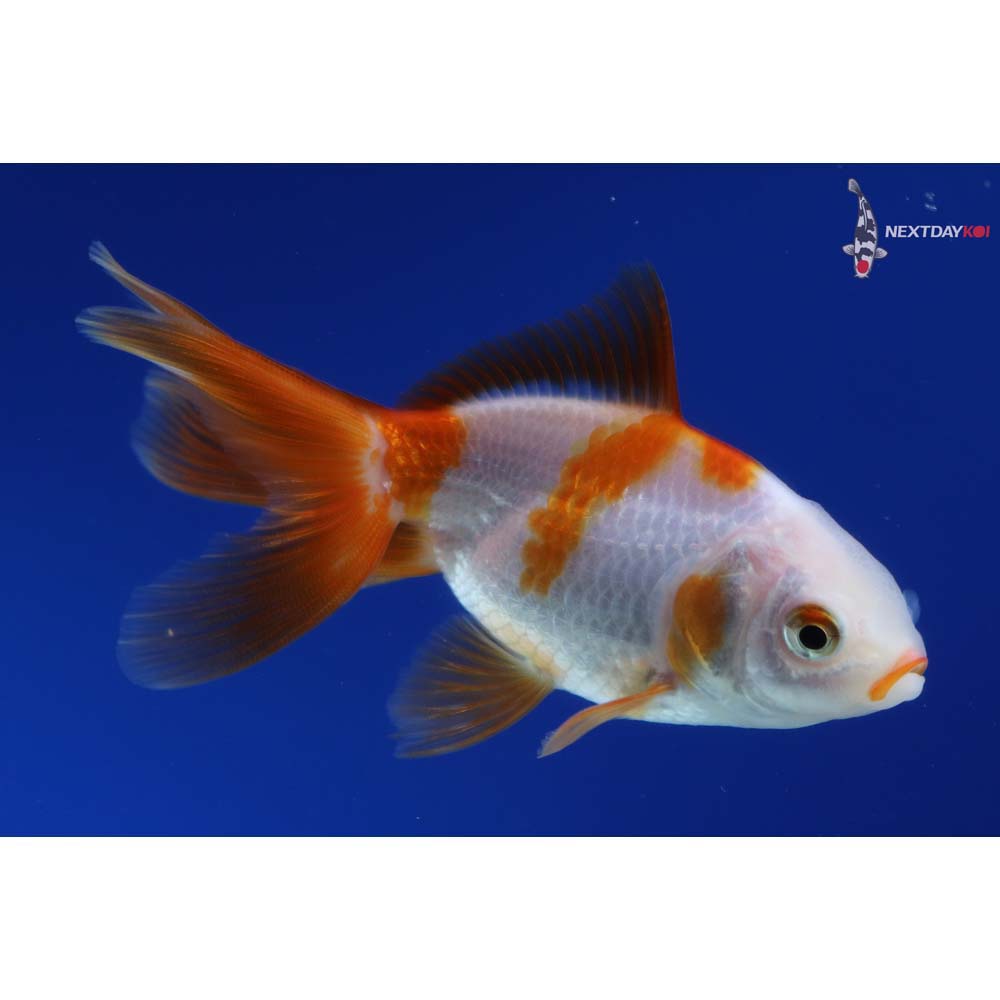 3.5” Imported Red and White Oranda