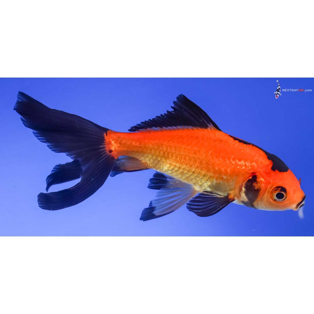 4.5” Imported Red and Black Wakin