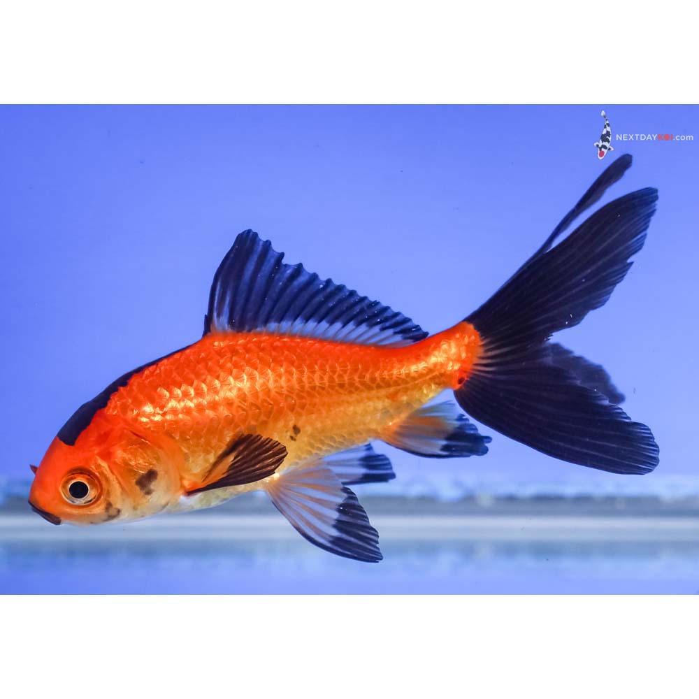 4.5” Imported Red and Black Wakin