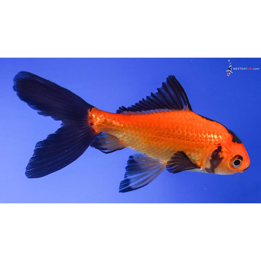 4.5” Imported Red and Black Wakin