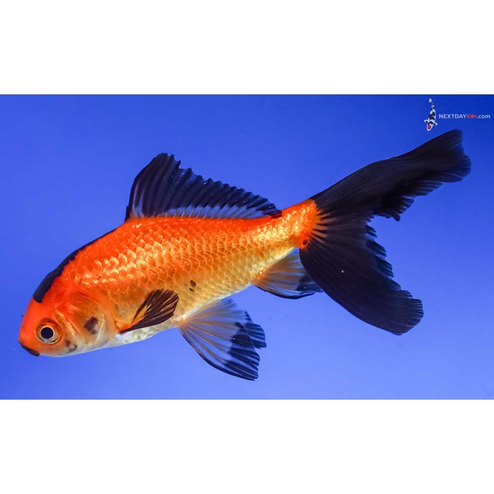 4.5” Imported Red and Black Wakin
