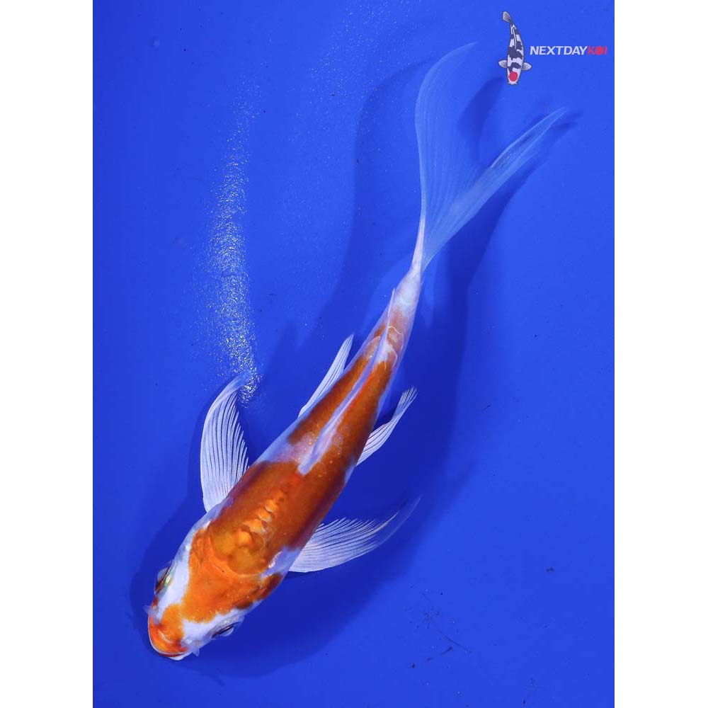 4β Imported Kikusui Butterfly Koi