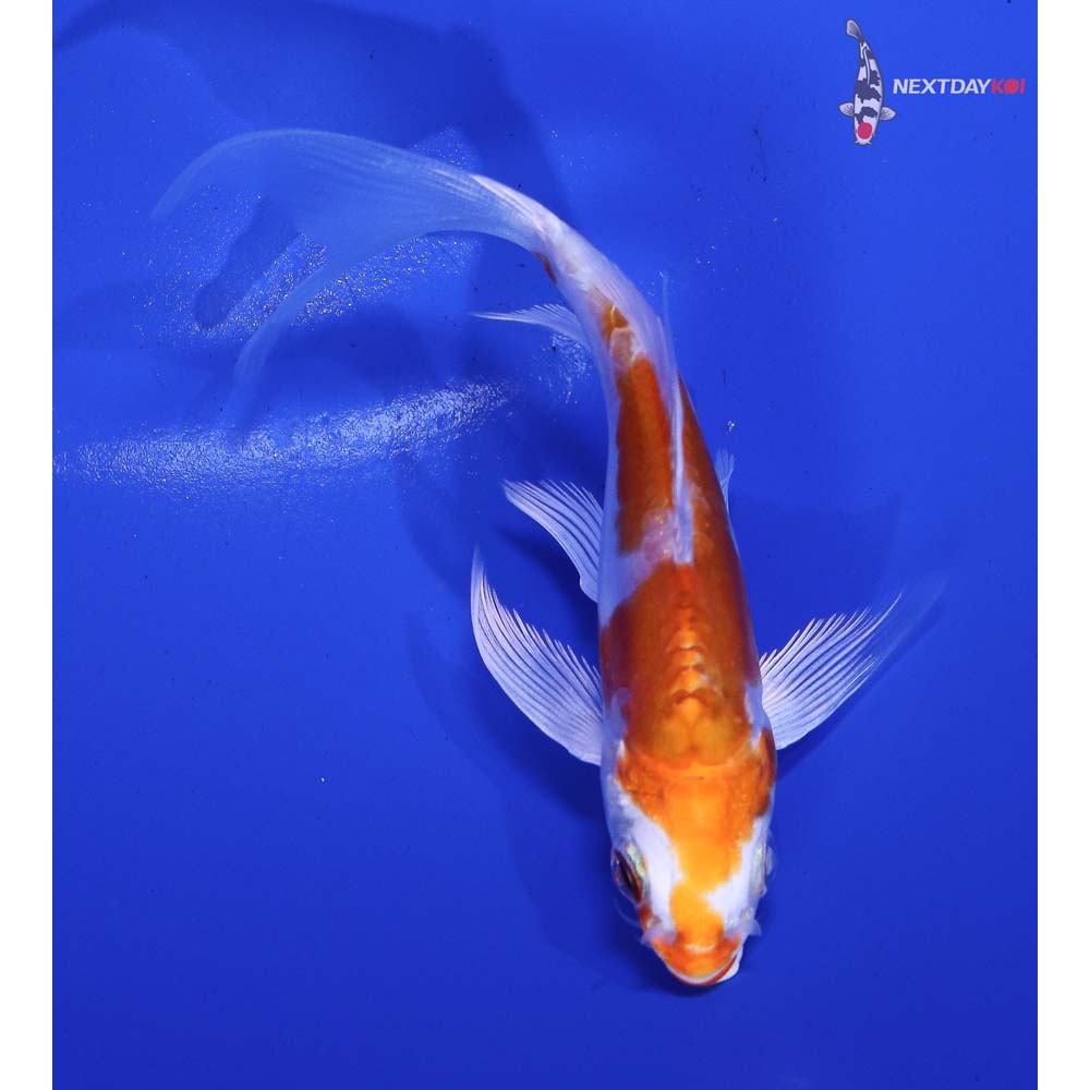 4β Imported Kikusui Butterfly Koi