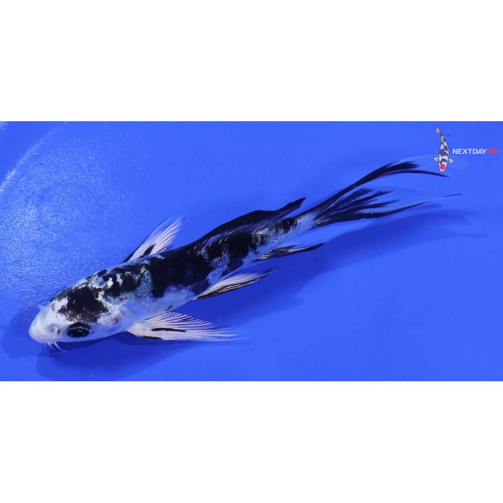 4.5” Imported Doitsu Gin Shiro Bekko Butterfly Koi