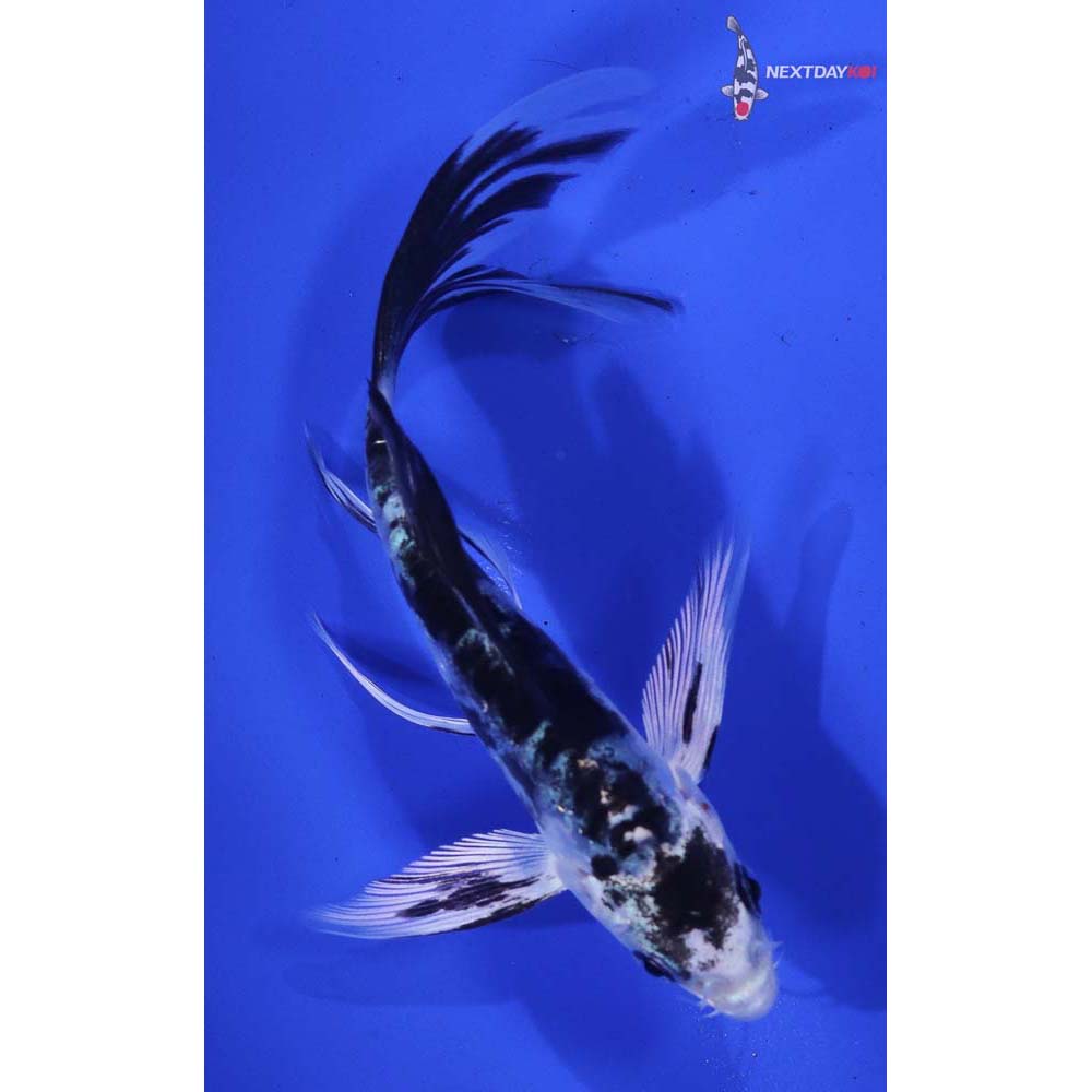 4.5” Imported Doitsu Gin Shiro Bekko Butterfly Koi