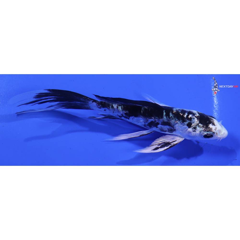 4.5” Imported Doitsu Gin Shiro Bekko Butterfly Koi