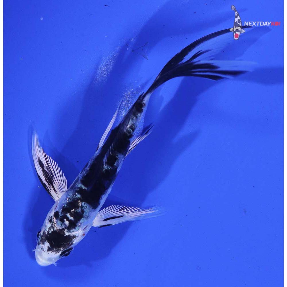 4.5” Imported Doitsu Gin Shiro Bekko Butterfly Koi