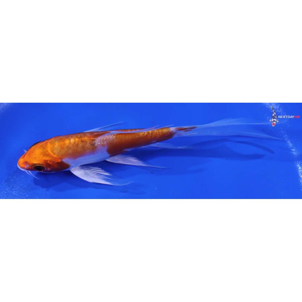 5” Imported Kikusui Butterfly Koi